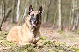 MALINOIS 658